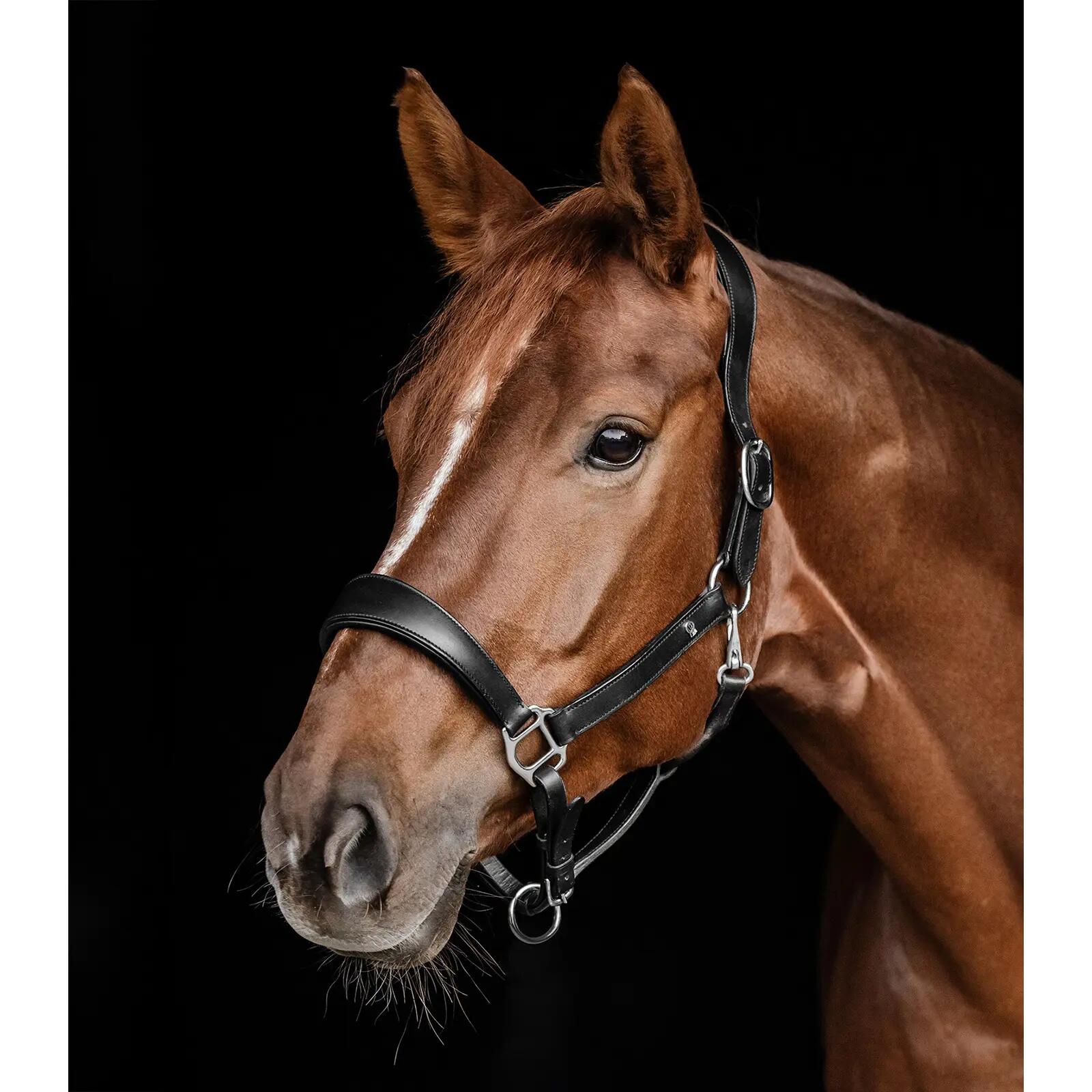 Cabezada para caballo Waldhausen X-Line 3/3