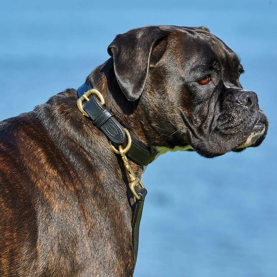 Collier pour chien en cuir rembourré Weatherbeeta 2/2
