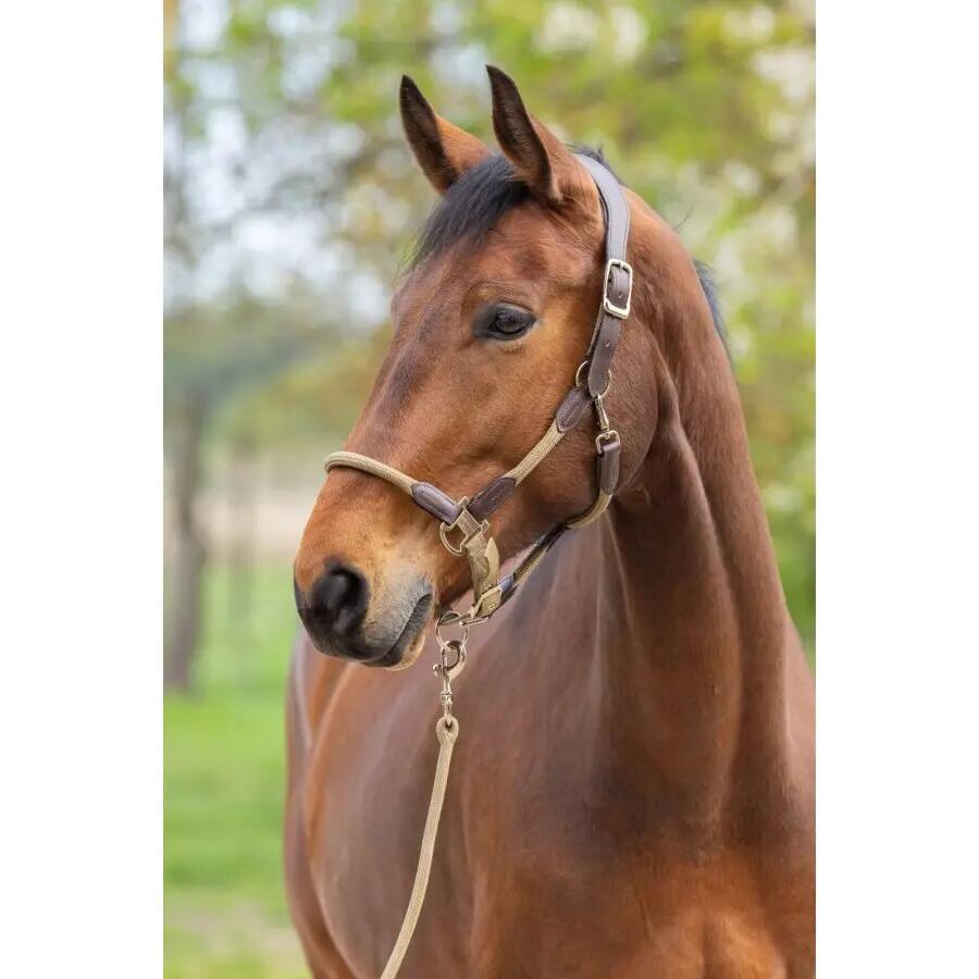 Licol pour cheval Covalliero Cordano Delux 3/5