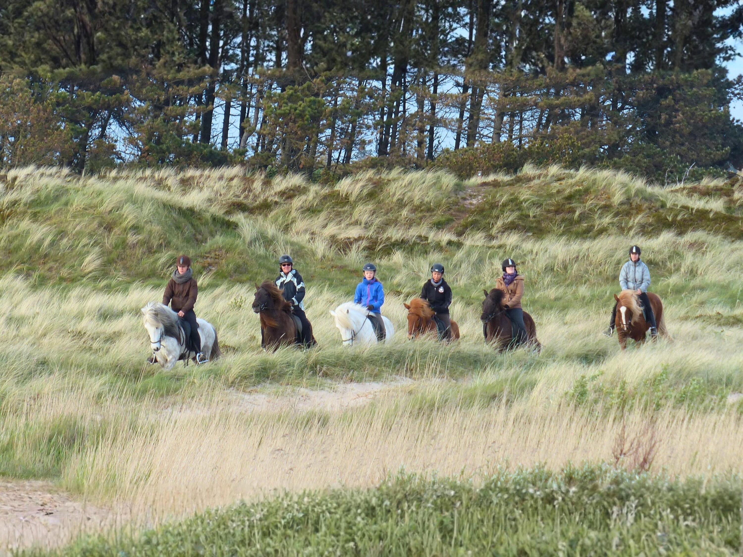 Séjour équestre sur l’île de Rømø au Danemark 1/1