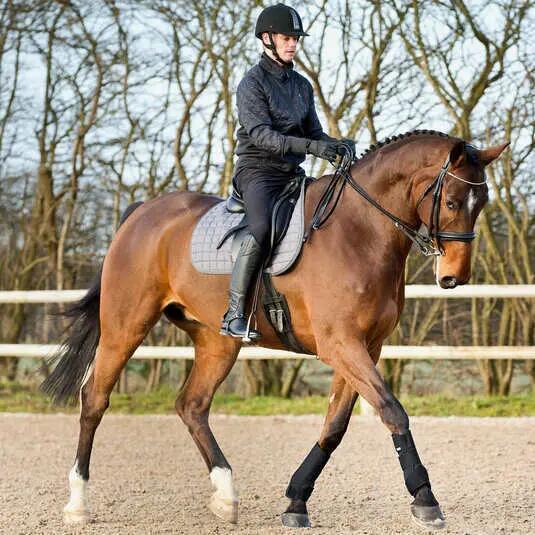 Guêtres de dressage pour cheval en néoprène Horze 3/4