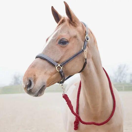Lanyard with carabiner for horse Horze Price-Z 2/2