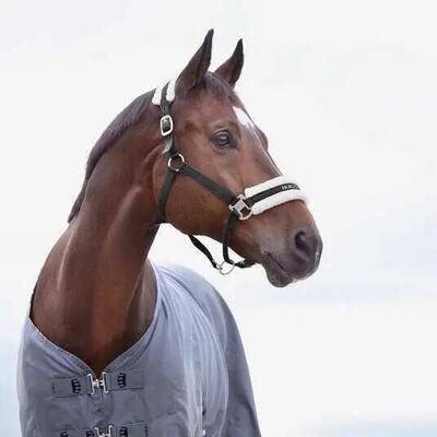 Halster voor paarden horze howard