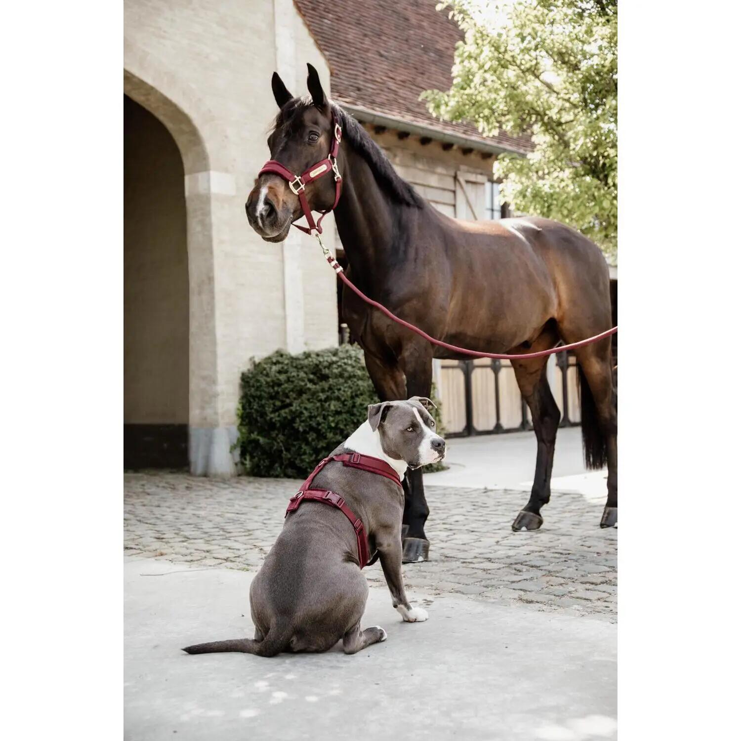 Lunghina cavallo Kentucky Basic 2/7