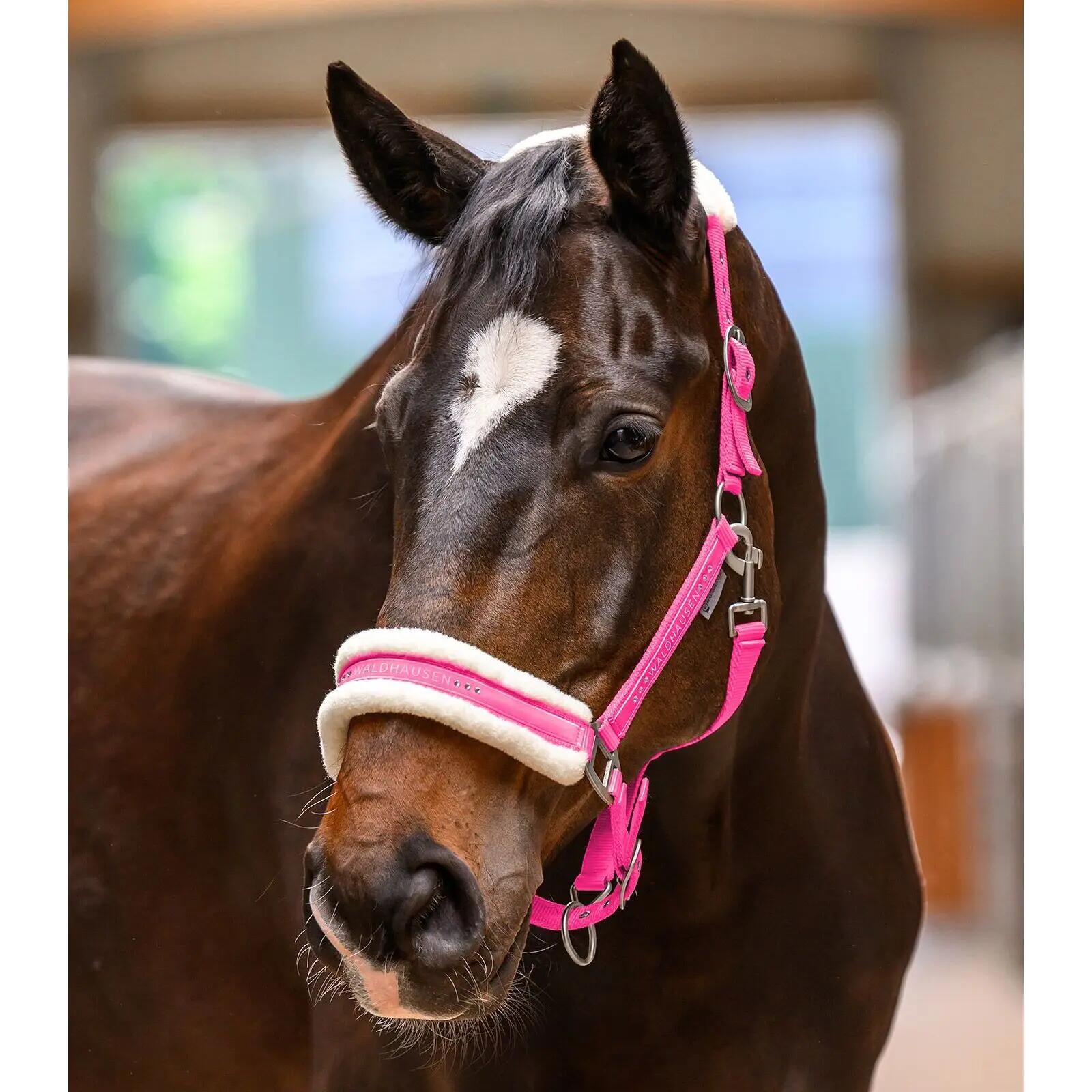 Licol pour cheval elegant Waldhausen 2/2