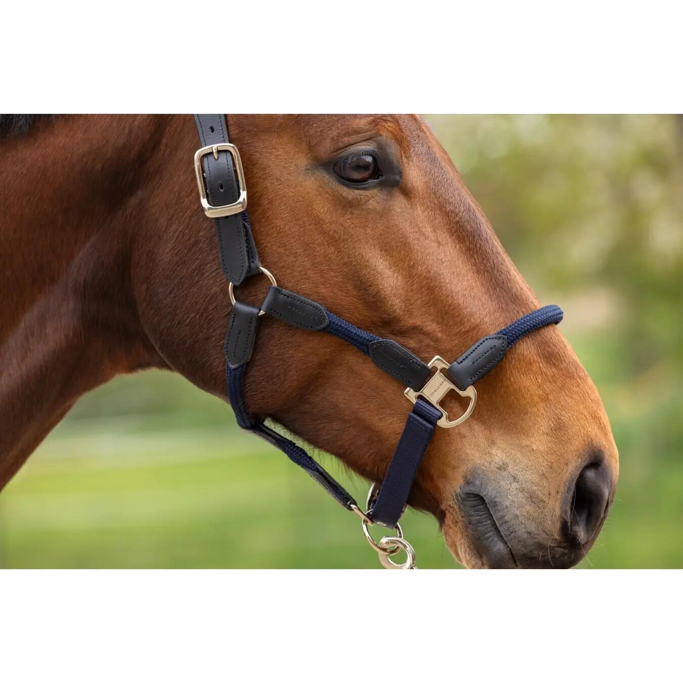 Licol pour cheval Covalliero Cordano Delux 3/4