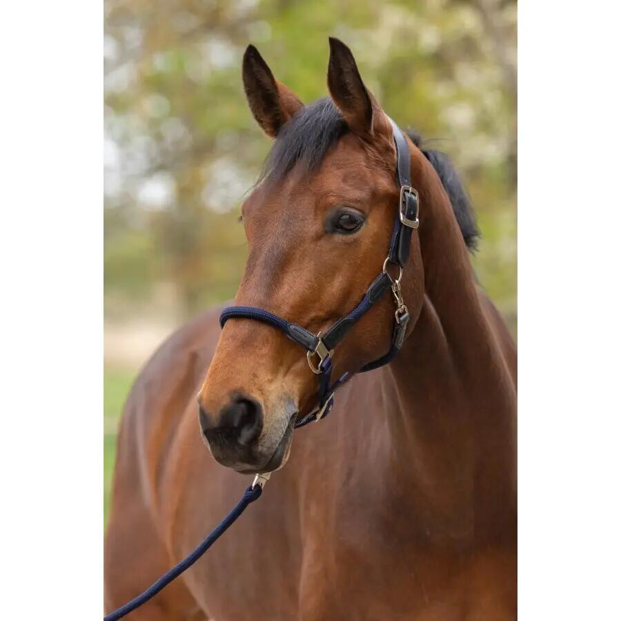 Licol pour cheval Covalliero Cordano Delux 2/4