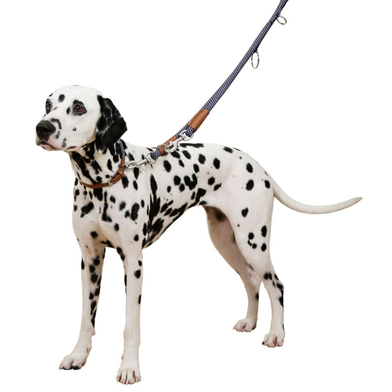 Collier pour chien Kerbl Phoenix 2/2