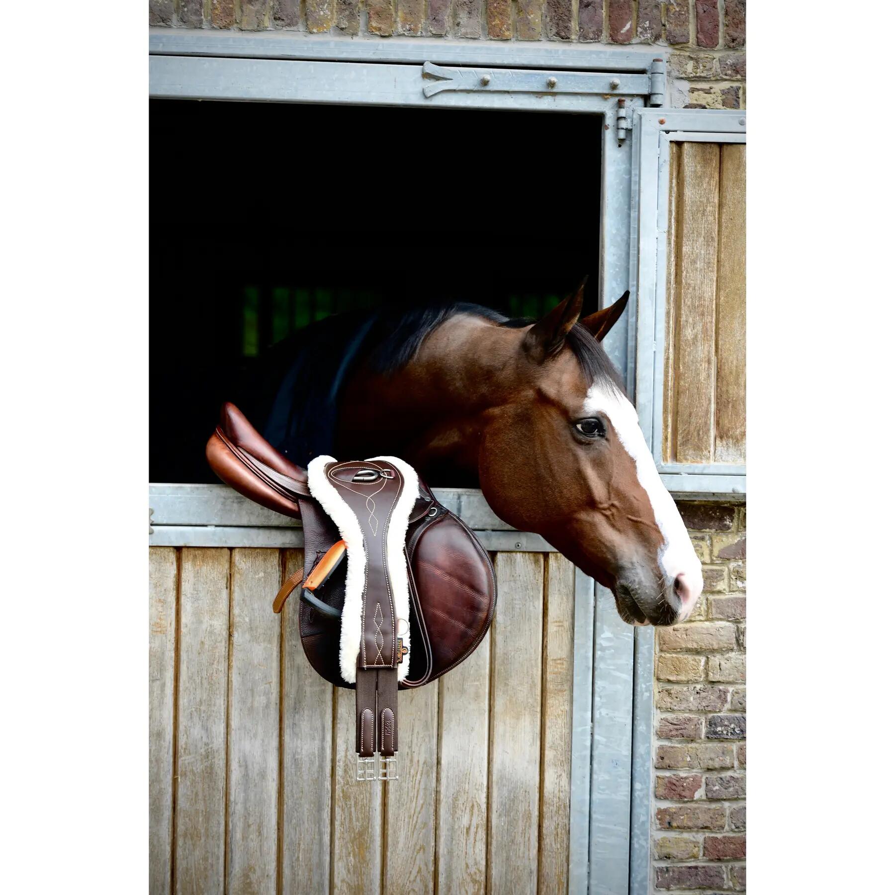 Sangle anatomique pour cheval mouton Kentucky 3/7