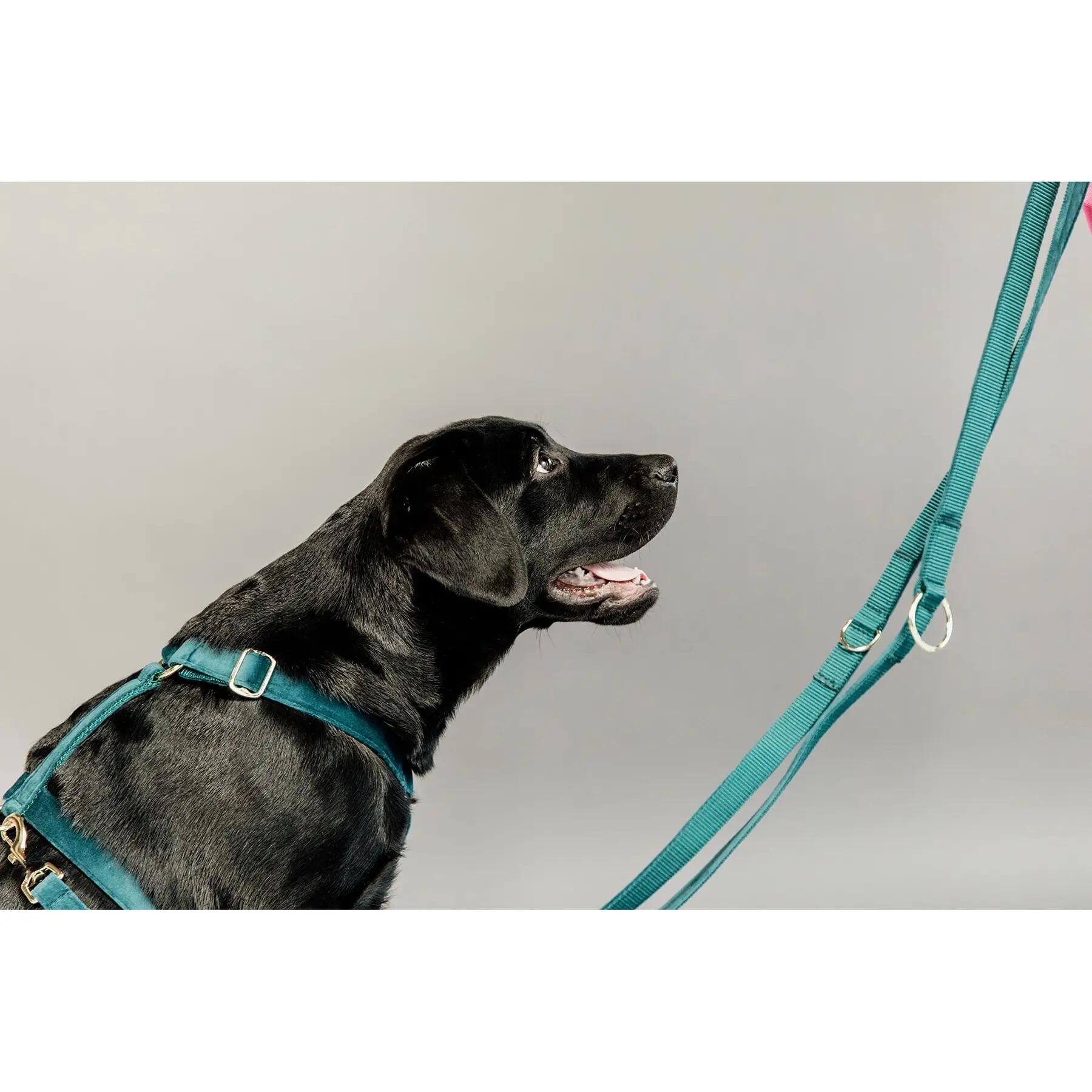 Laisse pour chien Velvet 2m - Kentucky 2/2
