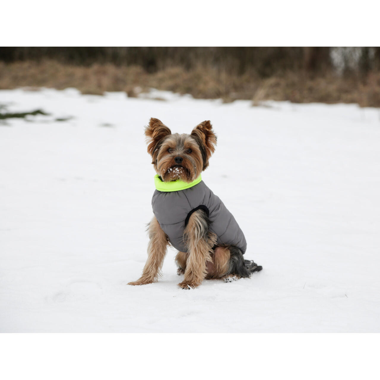 Manteau matelassé pour chien Kerbl Charmonix 2/2