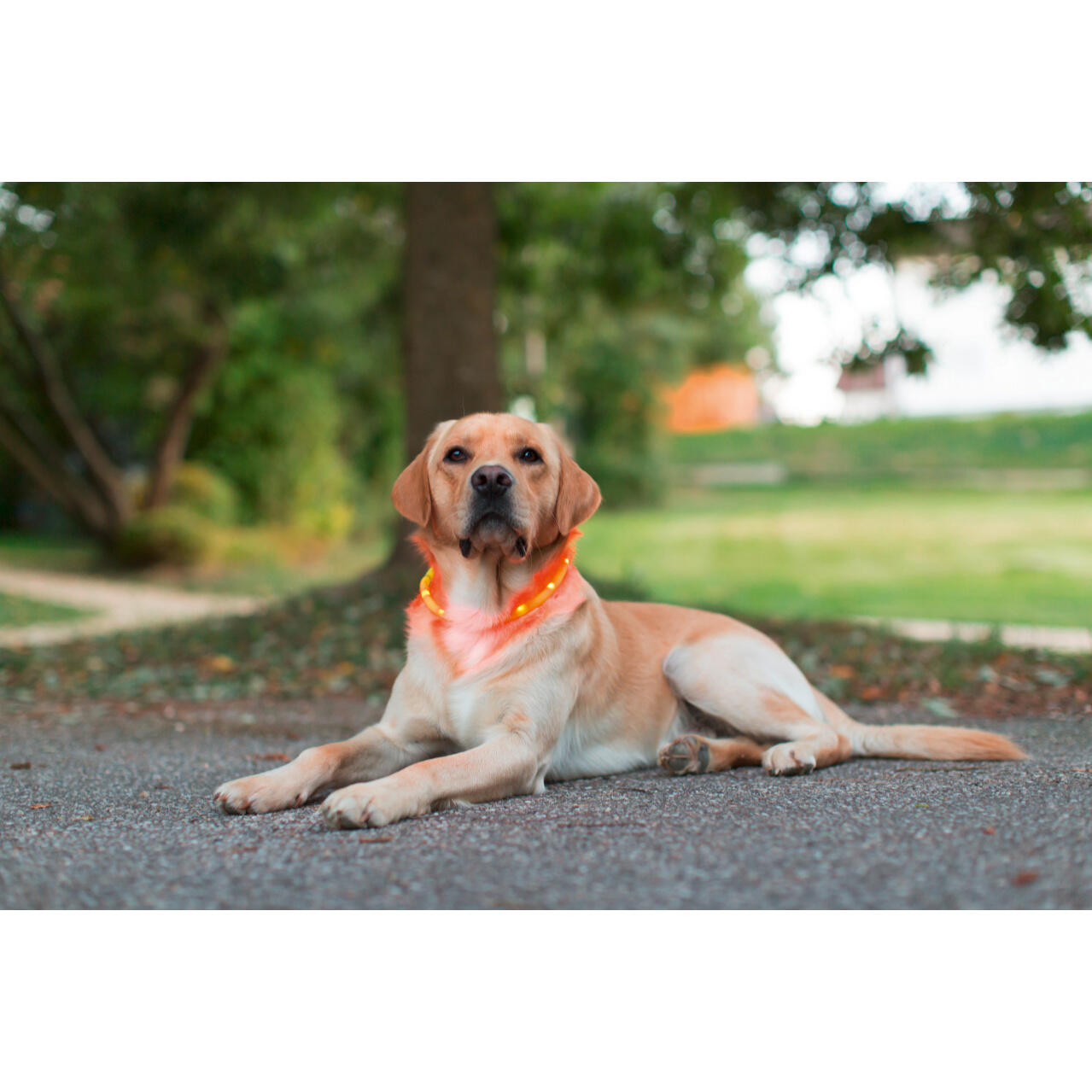 Collier pour chien Led Kerbl Maxi Safe 2/2