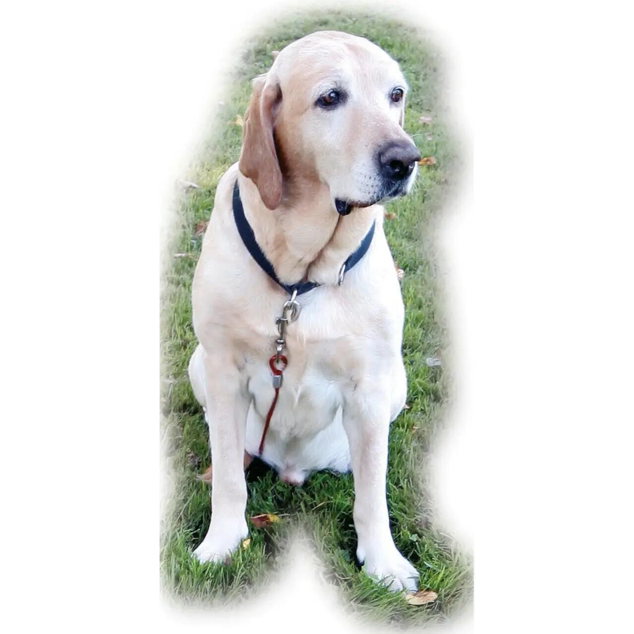 Kit Laisse d'attache pour chien Kerbl 3/3
