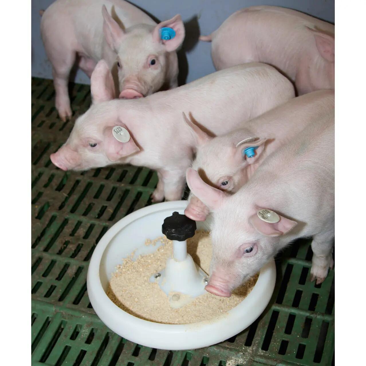 Piglet feeder PVC with hook J Kerbl 3/3