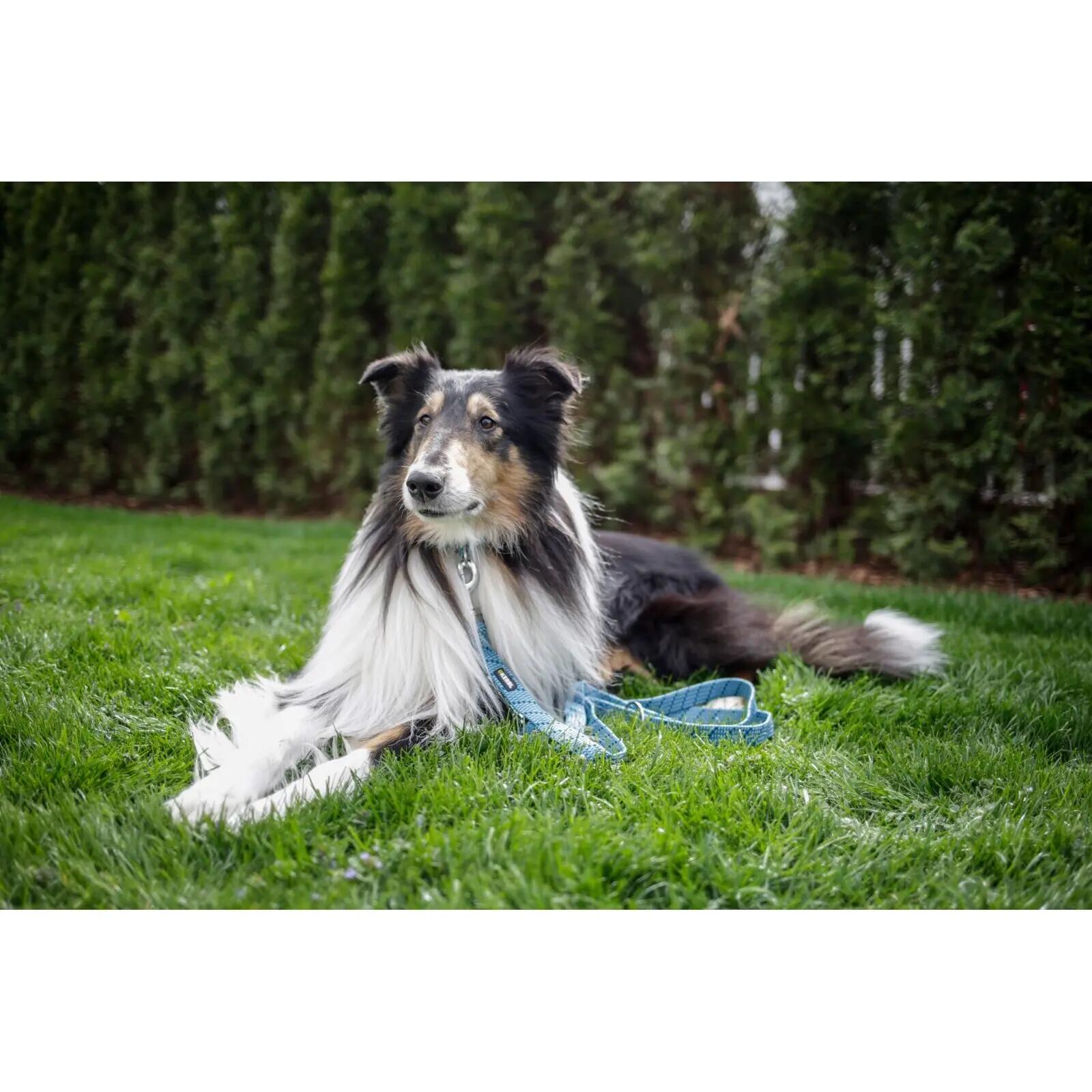 Laisse pour chien longue Kerbl Colorado 4/4