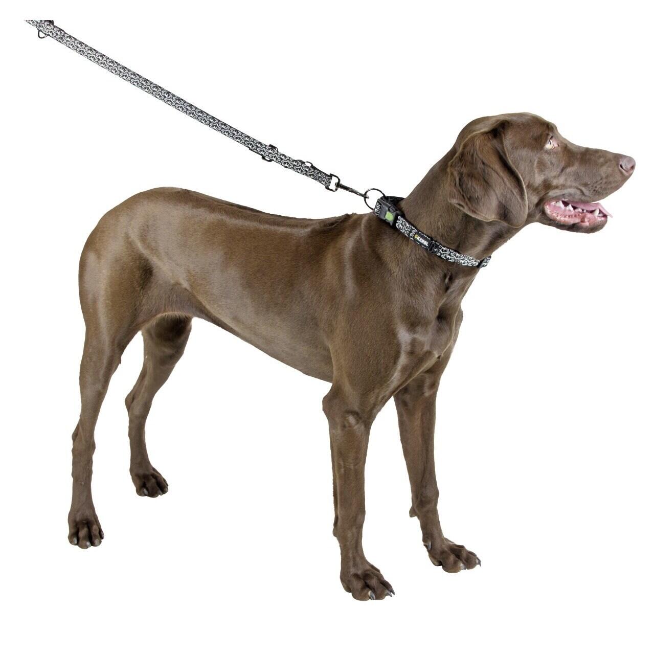 Collier pour chien Kerbl Shiny Night 2/2