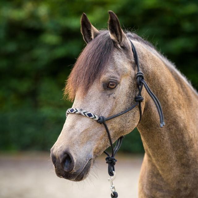 HV Polo Touwhalster HVPLamu - Black (Pony) 3/3