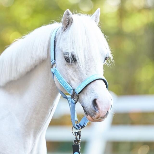 HV Polo Halster HVPNena - Powder Blue (Pony) 2/3
