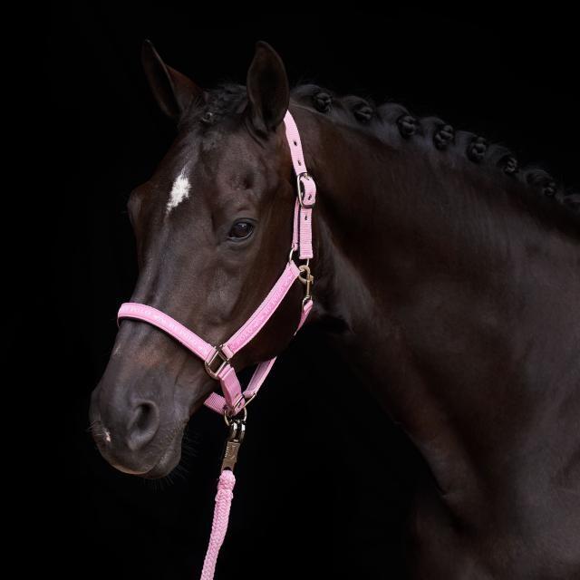 HV Polo Halster HVPNena - Pretty Pink (Shetland) 3/3