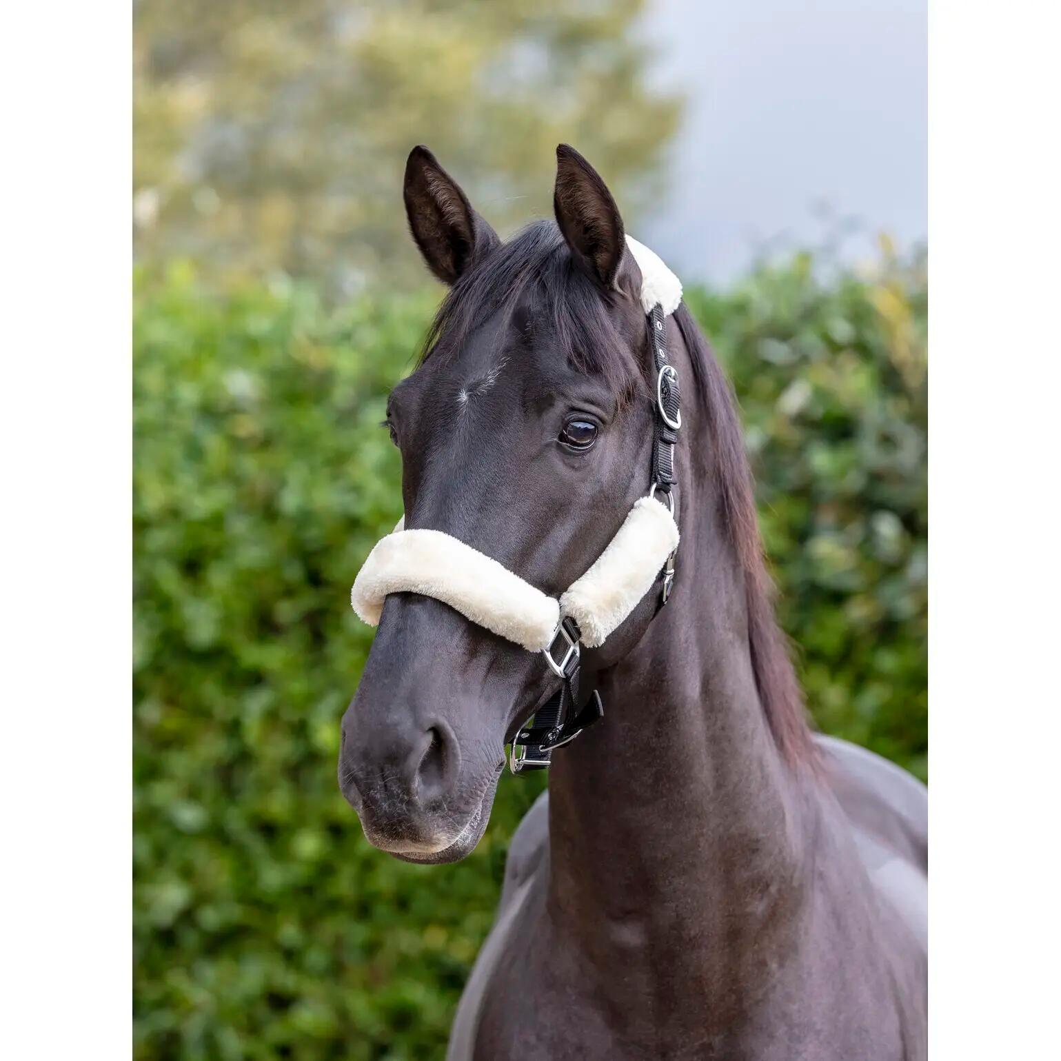 Halster voor paarden LeMieux Comfort 2/2