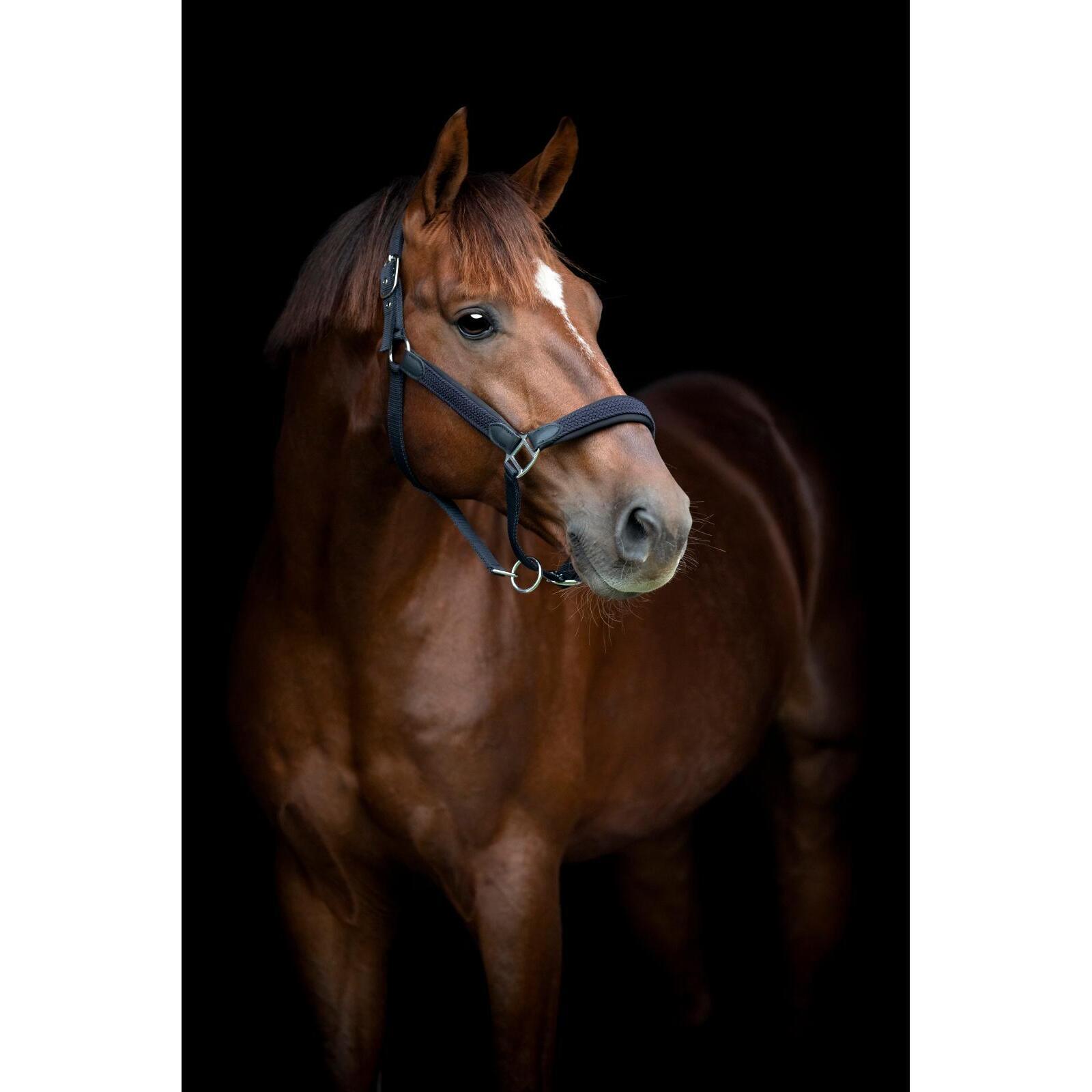 Licol pour cheval tressé HorseGuard Vardia 2/5