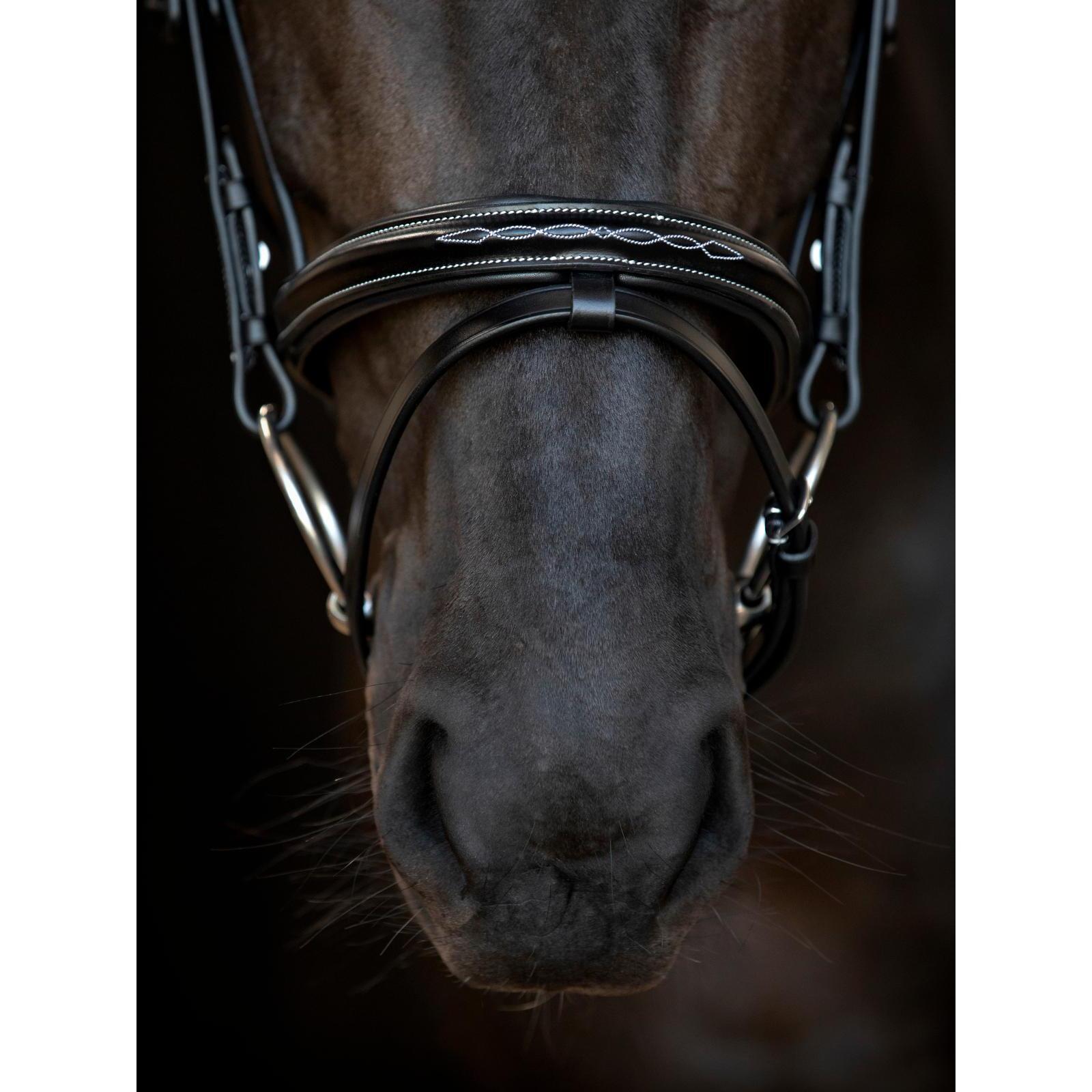 Cabezada para caballos Catago Torina 3/3