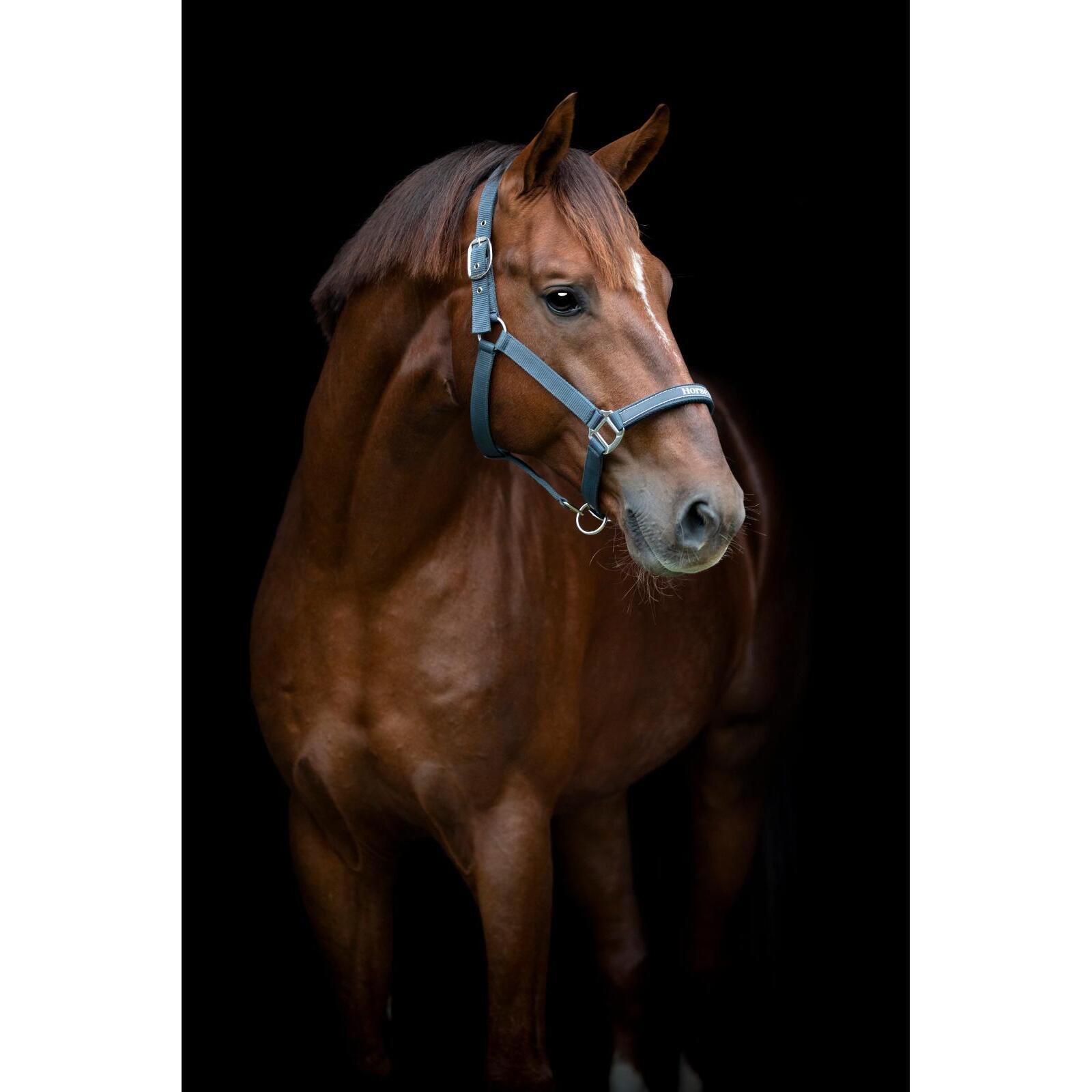 Licol pour cheval HorseGuard Sandra 3/3