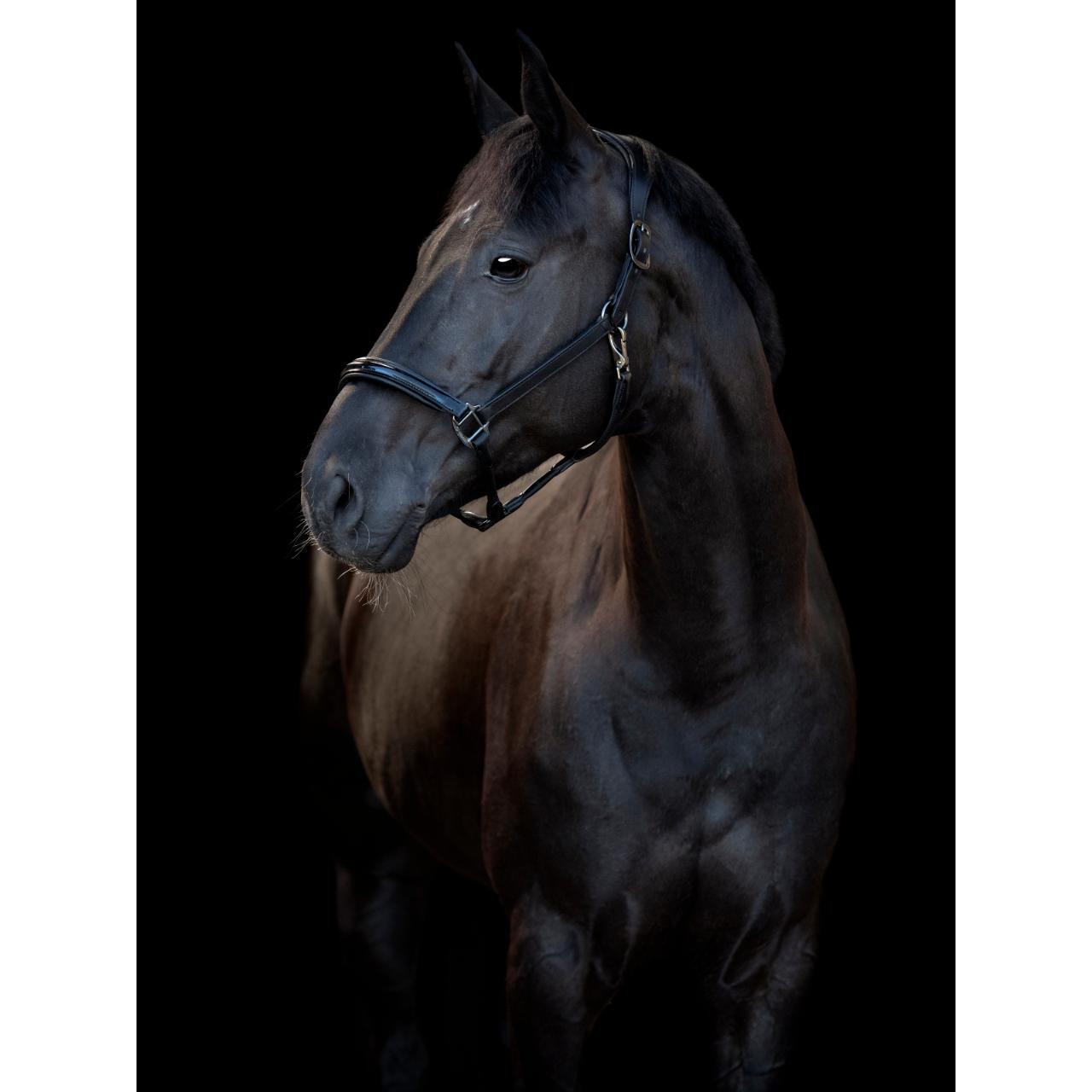 Cabestro de cuero para caballos Catago Novi 25.1 2/2