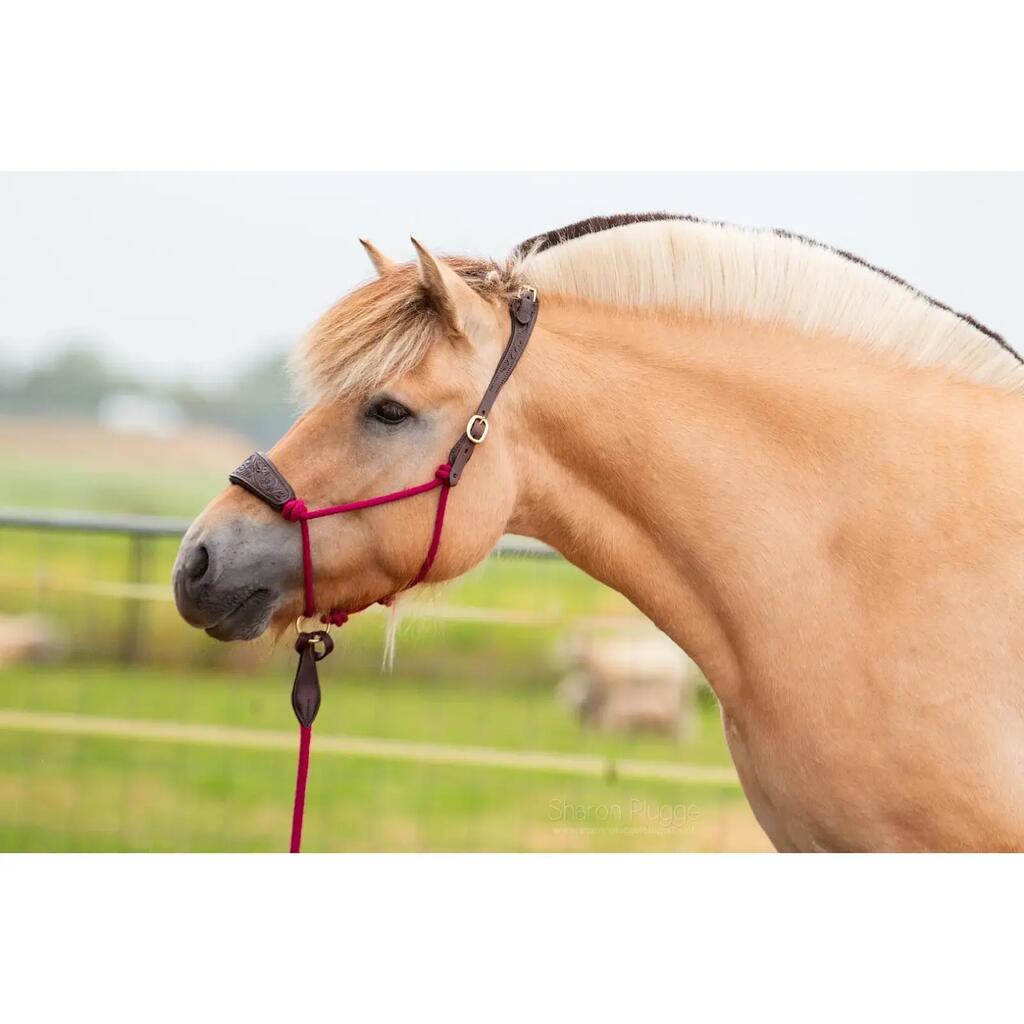 Leather halter for horse Edix Saddles Resi
