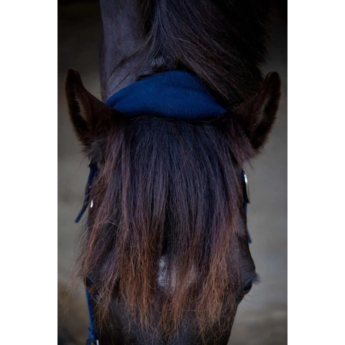 Bandeau De Nez Brodé Pour Cheval – Identification Urgence – Sécurité – Orange