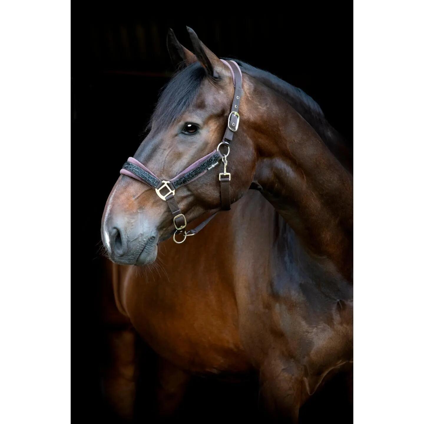 Licol pour cheval nylon HorseGuard Angel 3/5
