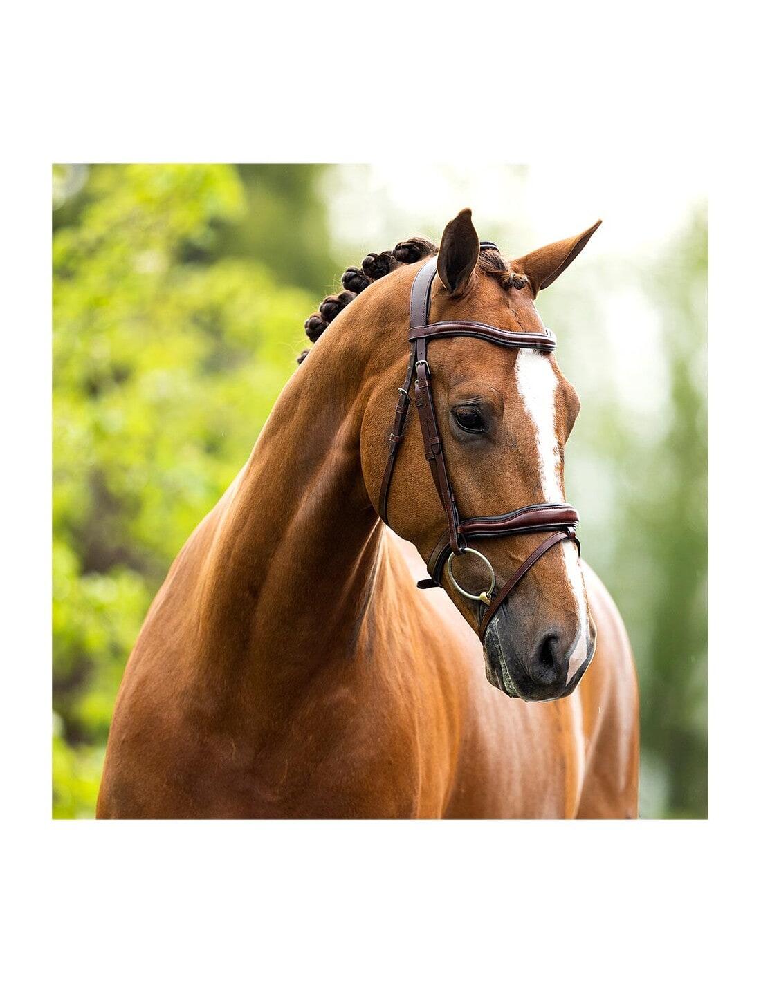 Briglie anatomiche per l'equitazione BR Equitation Luton 6/7