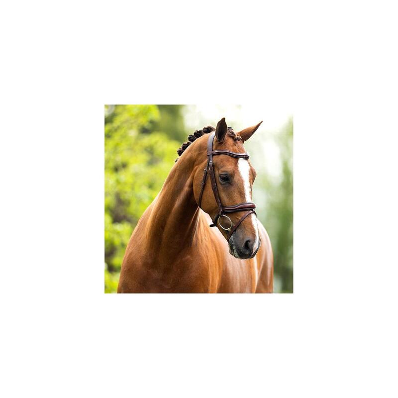 Bridon BR Equitation Anatomique Luton