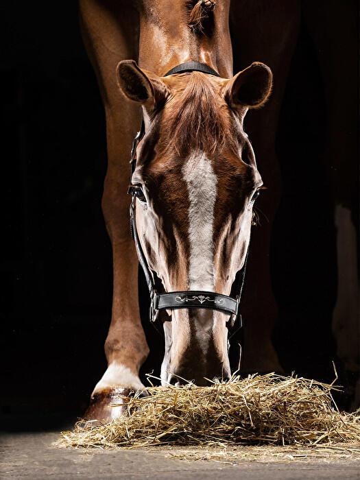 Halfter Equiline Timmy 3/3