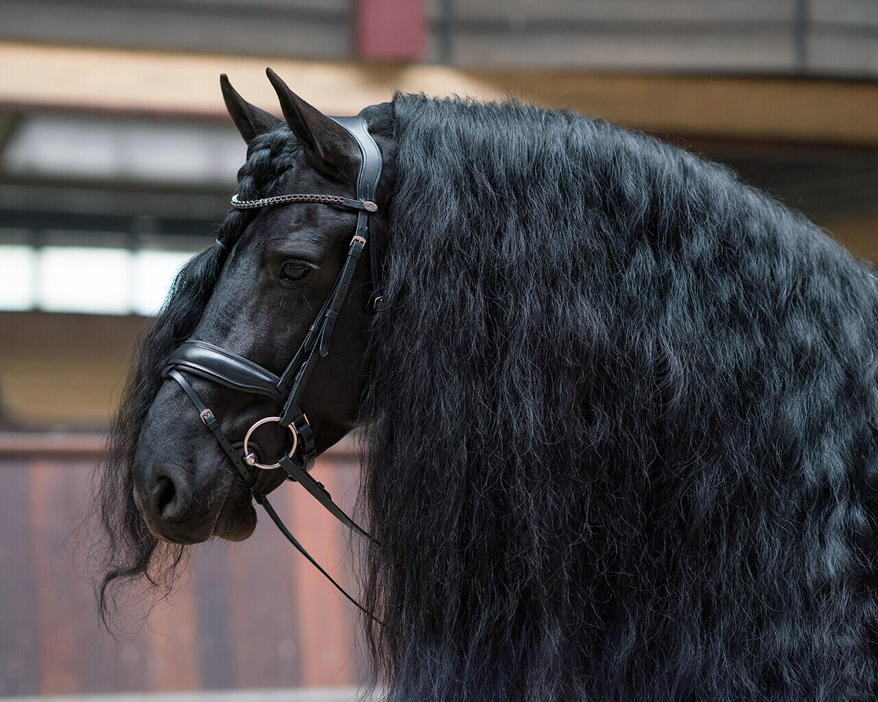 Briglia da equitazione QHP Selene 2/5