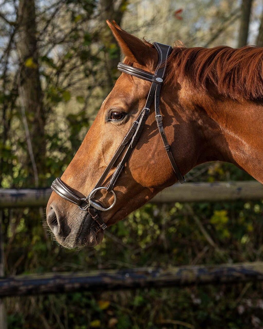 Briglia combinata da equitazione con nasello QHP Allemande 4/7