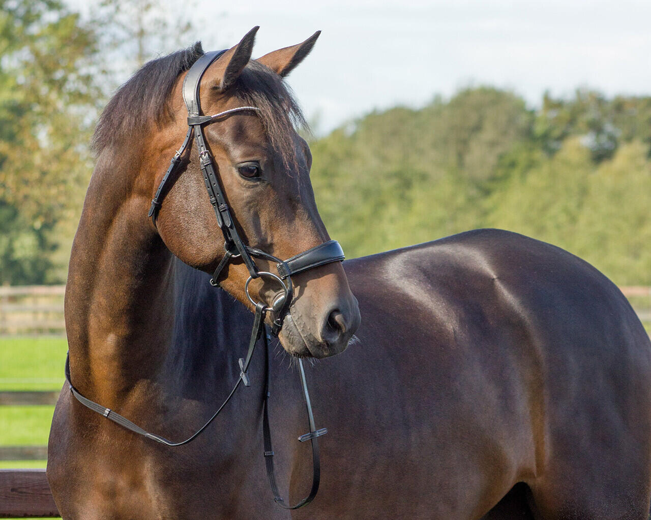 Bridon équitation QHP Sedna 4/7