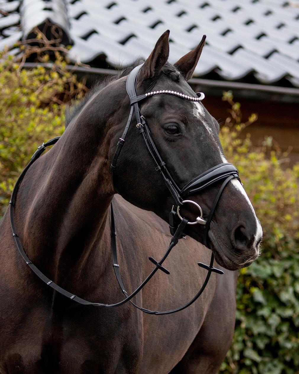Trensen Reiten QHP Nehza 5/7