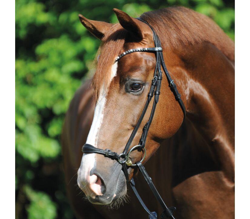 Briglie da equitazione Kavalkade Fiala 6/7