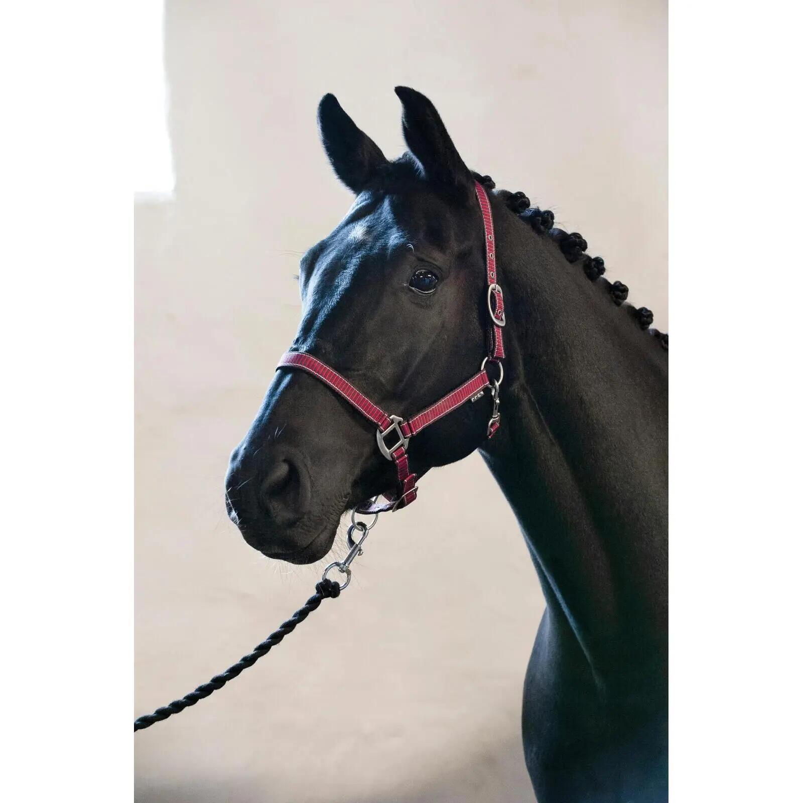 Halfter für Shetland HorseGuard Lea 2/2