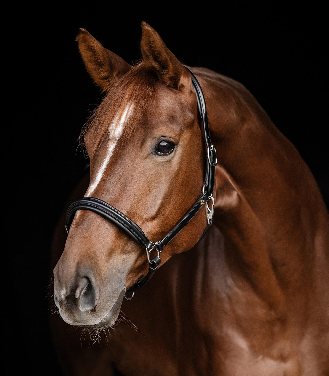 Cabestro para caballos Waldhausen S-Line 2/2