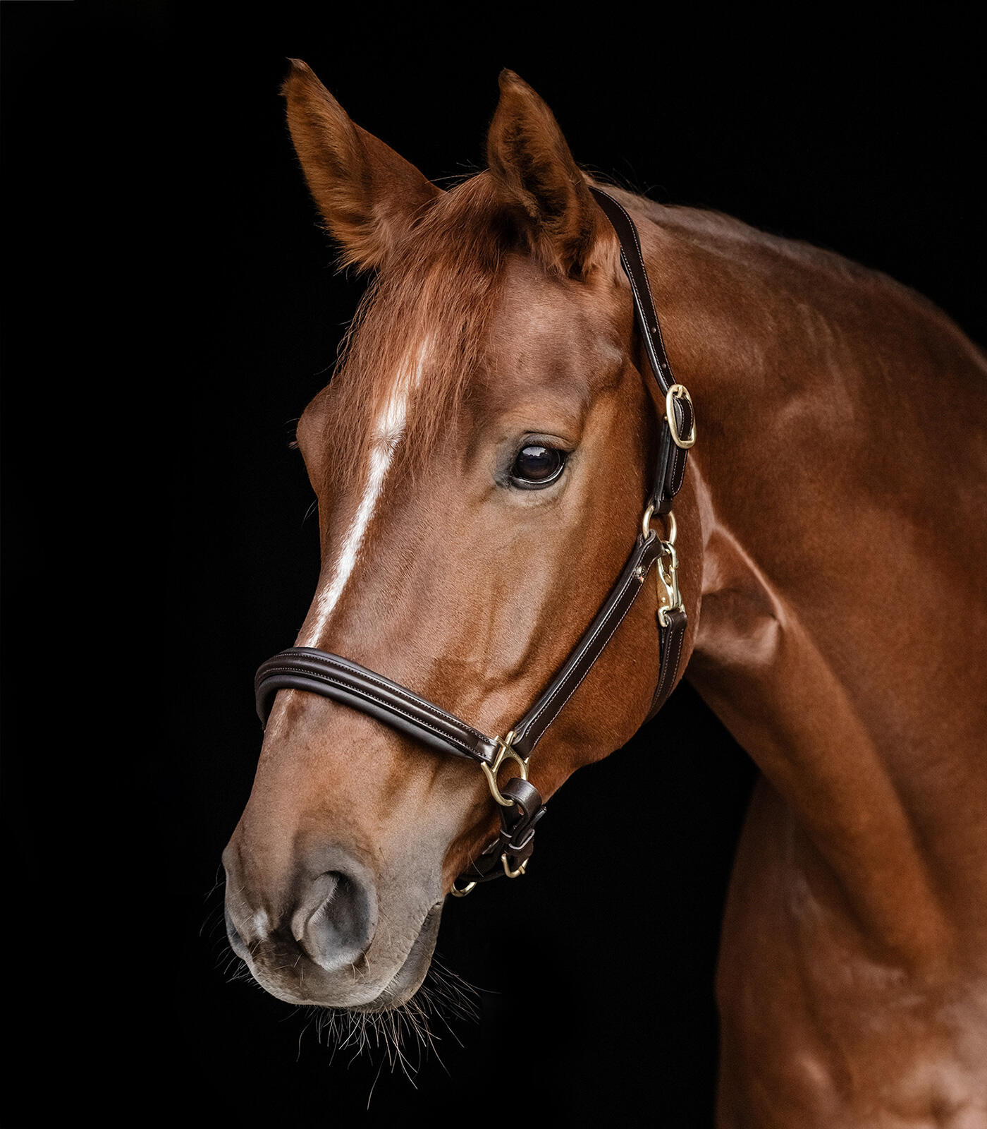 Cabestro para caballos Waldhausen S-Line 3/3