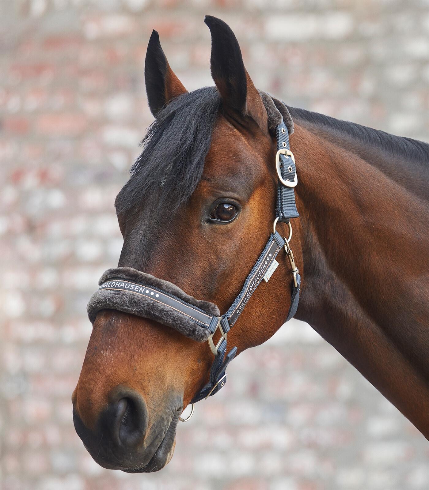 Ponyhalfter mit Fell Waldhausen Elegant 2/2