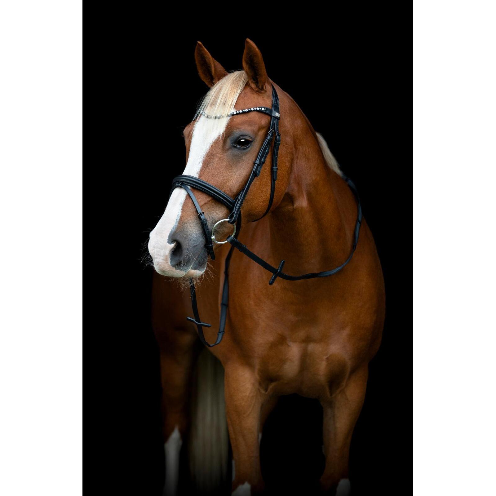 Cabezada combinada con muserola HorseGuard Emi 25.2 3/3