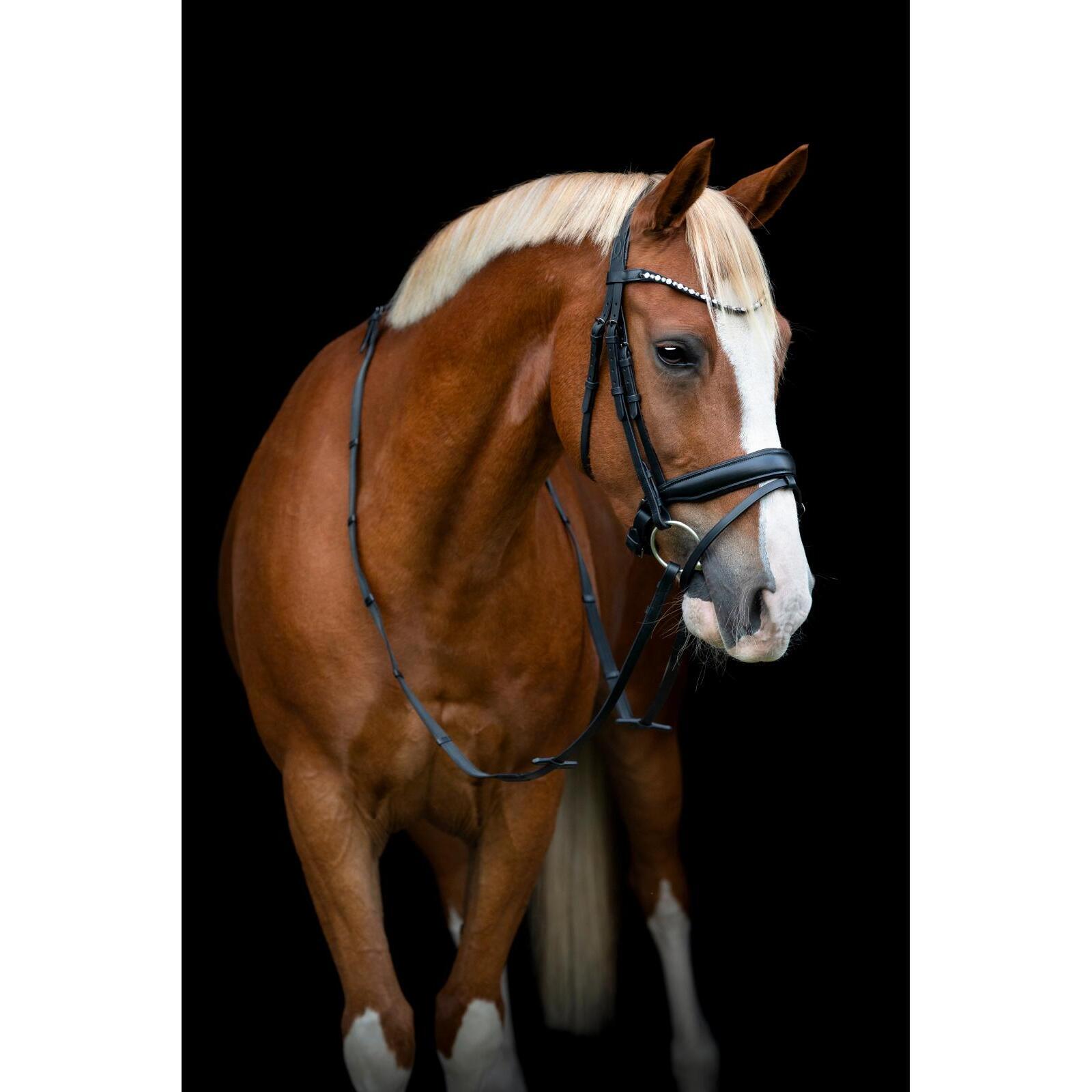 Bridon équitation avec flash et pullback HorseGuard Cryll 25.2 3/5