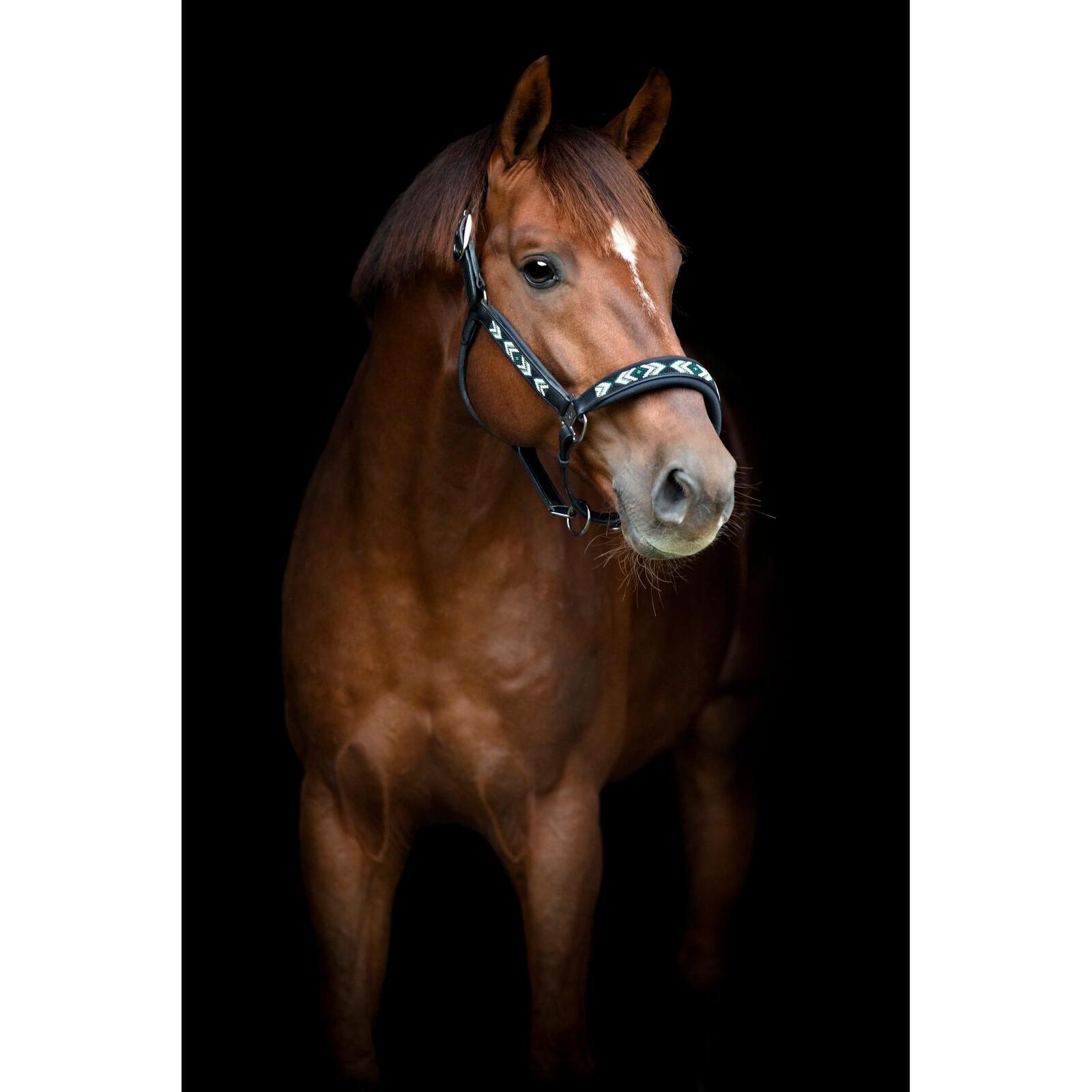 Cabestro de cuero para caballos Catago Vanamo 2/5