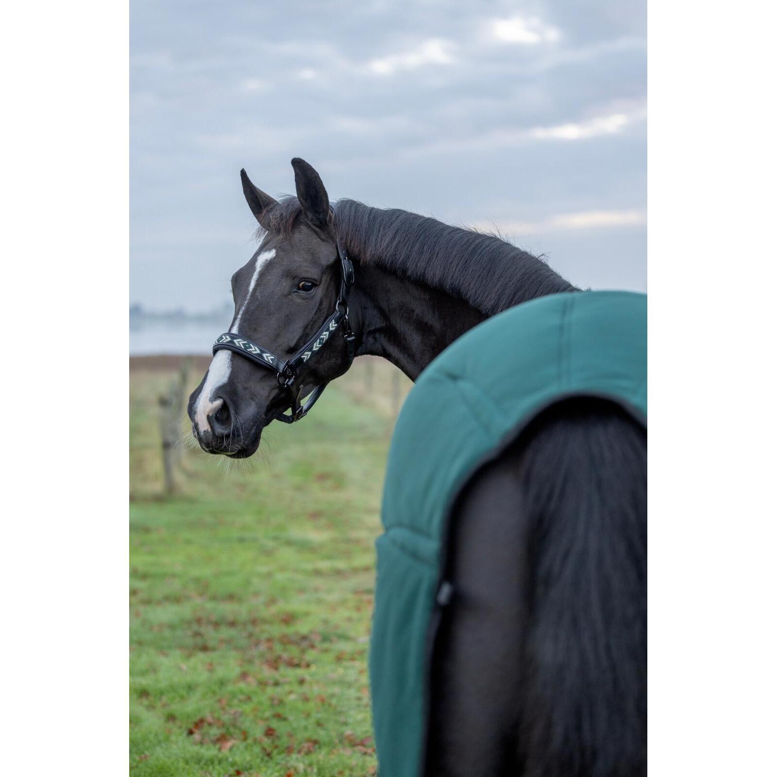 Cabestro de cuero para caballos Catago Vanamo 5/5