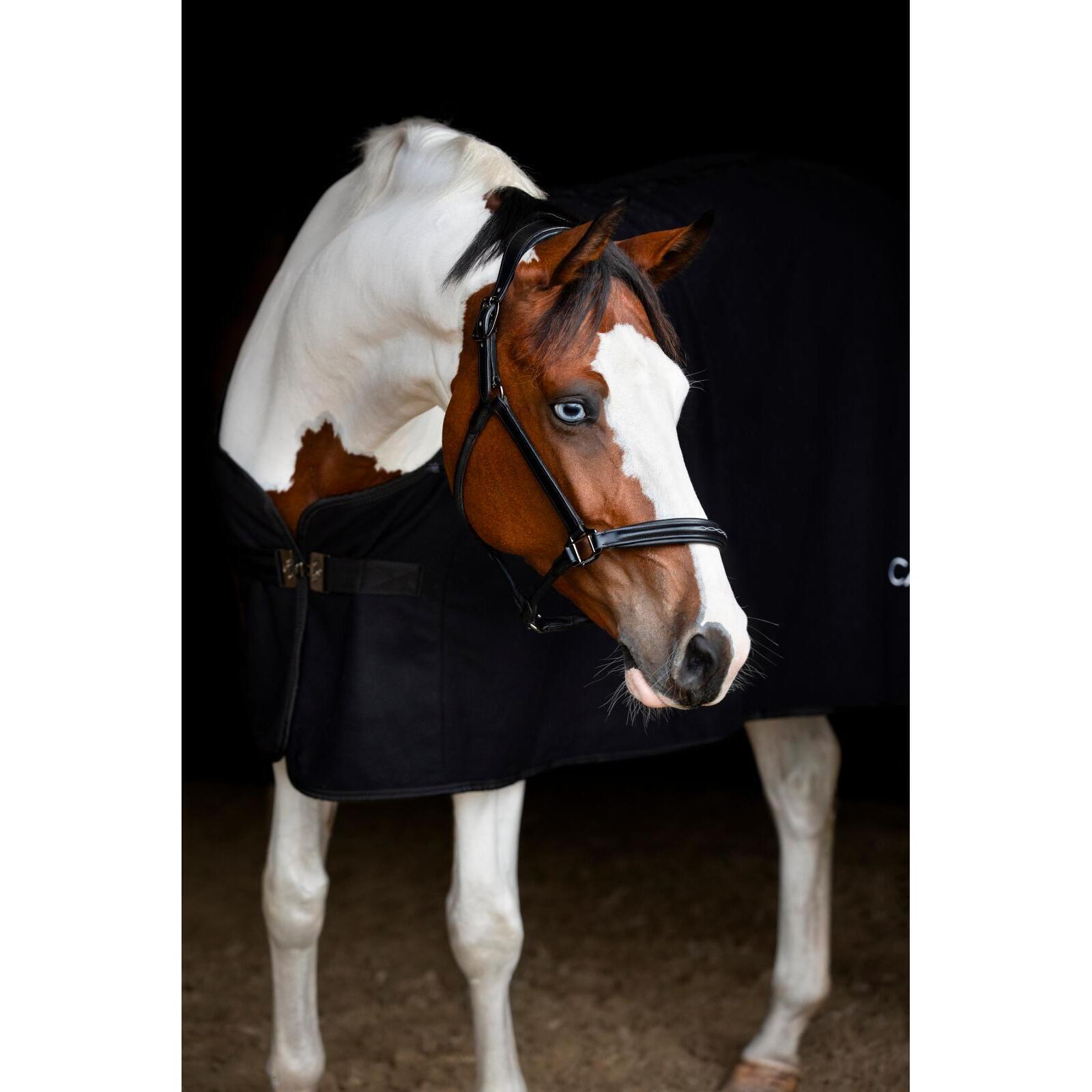 Cabestro de cuero para caballos Catago Novi 25.2 3/5