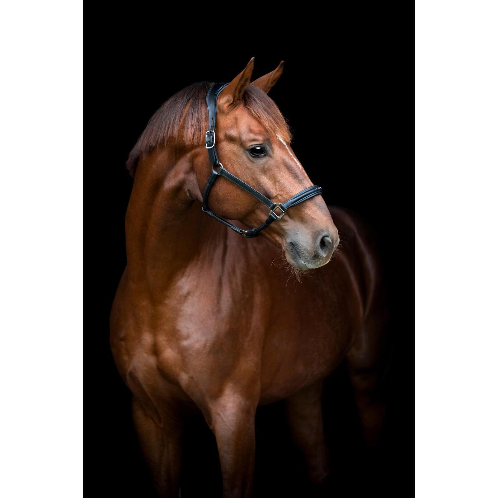 Cabestro de cuero para caballos Catago Novi 25.2 2/5