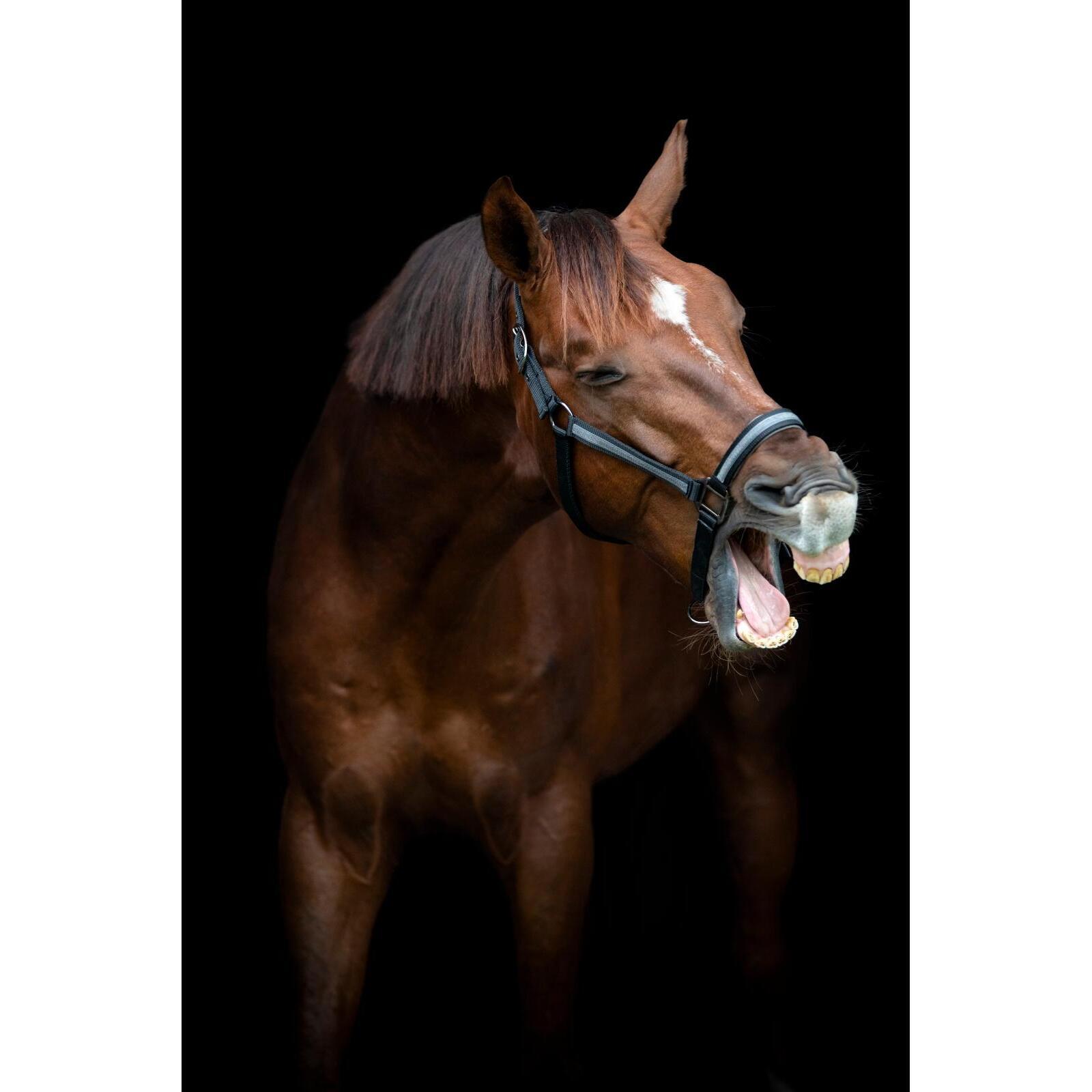 Kantar dla koni HorseGuard Virna 3/3